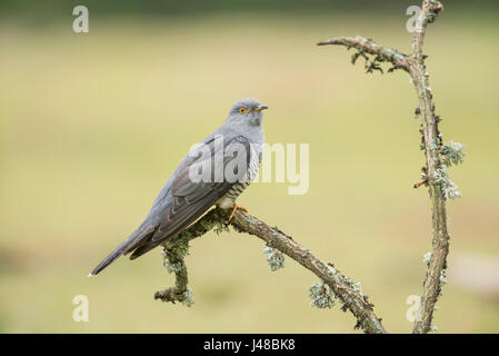 Kuckuck (Cuculus Canorus), verschieden bekannt als gemeinsamen, europäischen und eurasischen Kuckuck. Stockfoto