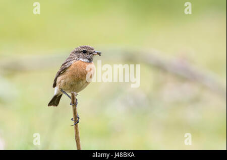 Weibliche Schwarzkehlchen (Saxicola Manlius) mit Wirbellosen Beute. Stockfoto