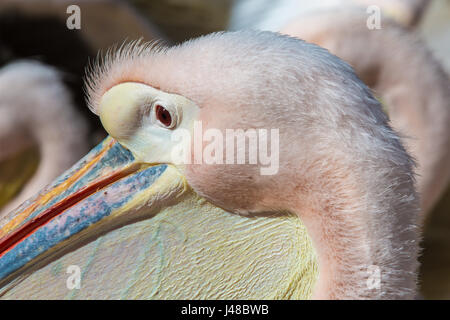 Nahaufnahme von einem Pelecanus Onocrotalus (rosa Pelikan), Seitenansicht Stockfoto