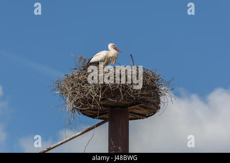 Ein Weißstorch (Ciconia Ciconia) in seinem Nest sitzen Stockfoto