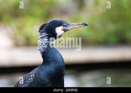 Nahaufnahme von einem Kormoran (Phalacrocorax Carbo) - Seitenansicht Stockfoto