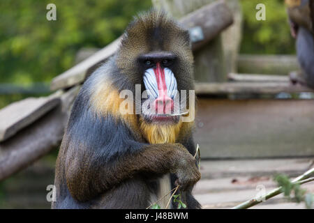 Eine männliche Erwachsene Mandrill (Mandrillus Sphinx) eine Niederlassung Essen Stockfoto