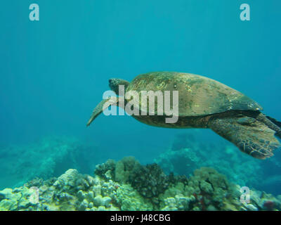 Grüne Schildkröte Shimmen über Korallen in Hawaii Stockfoto