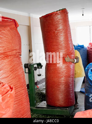 Arbeitnehmer Bewegung großen Sack voller Coca Blätter bei The Coca Blätter Depot in Chulumani. 14. Oktober 2012 - Sud Yungas, Bolivien Stockfoto