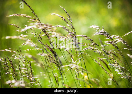 Dünne zarte Gräser wehen in der Sommerbrise auf einem Feld Wiese Stockfoto