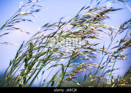 Dünne zarte Gräser wehen in der Sommerbrise auf einem Feld Wiese Stockfoto