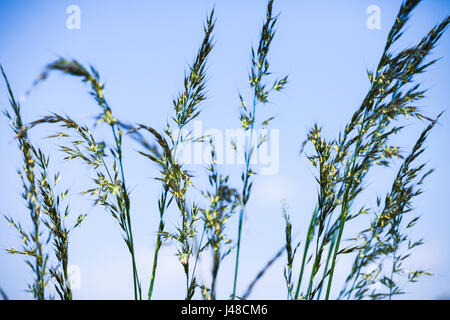 Gräser gegen einen hellblauen Himmel wachsen auf einer Wiese Stockfoto