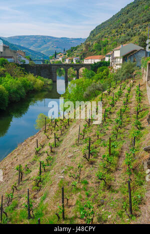 Portugal-Douro-Tal, einem terrassierten Weinberg entlang des Flusses Pinhao in der Mitte der Region Douro-Tal in Portugal. Stockfoto