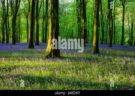 Glockenblumen in Barton Holz in der Nähe von Watersmeet im Exmoor National Park, Devon, England. Stockfoto