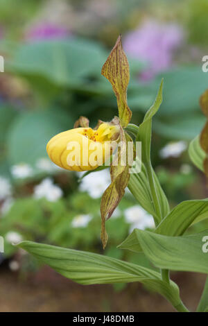 Cypripedium Parviflorum Var Pubescens. Gelbe Ladys Slipper Orchidee. Behaarte gelbe Ladyslipper. Mokassin-Blume Stockfoto