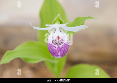 Cypripedium-Prinzessin. Hybrid-Hausschuh-Orchidee. Cypripedium Reginae x Cypripedium lichiangense Stockfoto