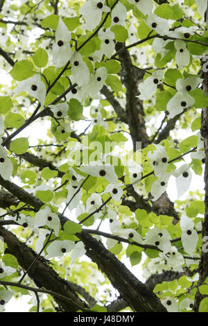 Davidia Involucrata. Ghost-Baum. Taschentuchbaum. Taschentuch Baum Blumen Stockfoto