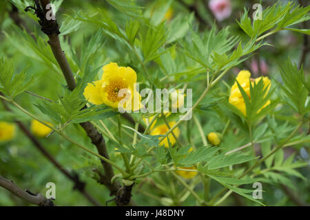 Paeonia Ludlowii. Ludlow Baum Pfingstrose Stockfoto