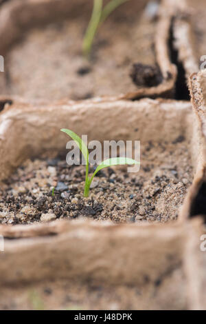 Pastinaca Sativa. Pastinaken-Sämlinge in Sand in biologisch abbaubaren Töpfen angebaut Stockfoto