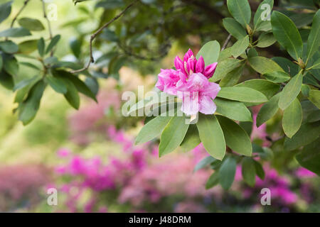 Rhododendron 'rosa Perle' Blüte im Frühjahr. UK Stockfoto