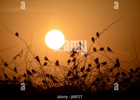 Rresting Vögel Abend Stockfoto