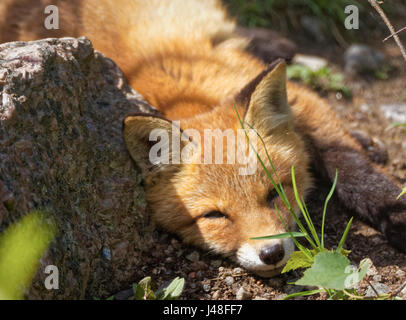 Rotfuchs (Vulpes Vulpes) auf dem Boden im Wald schlafen. Süße kleine wilde Tier in seiner natürlichen Umgebung. Stockfoto