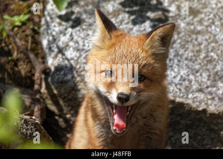 Rotfuchs (Vulpes Vulpes) Jungtier im Porträt. Süße kleine wilde Tier in seiner natürlichen Umgebung. Stockfoto