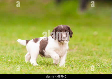 Ein English Springer Spaniel Welpen 6 Wochen alt erkunden den Garten Stockfoto