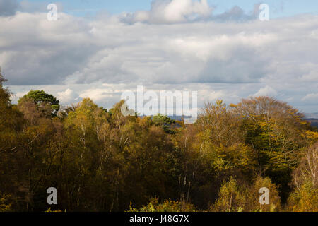 Ashdown Wald, UK. Britische Wald im Herbst. Stockfoto