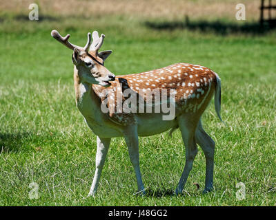 Young Damwild steht im Rückblick auf seine Schulter. Stockfoto