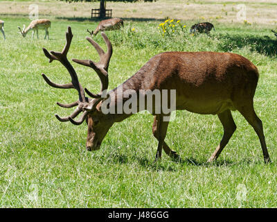 C; Ose-Up von Rotwild Hirsch mit großen Geweih zu Fuß langsam über einem Feld Weiden Stockfoto