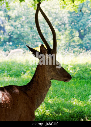 Ein Rotwild-Hirsch im Schatten sitzen. Stockfoto