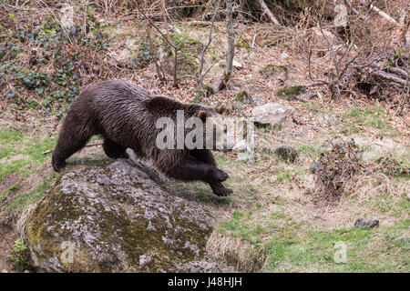 Ein großer Braunbär laufen. Brauner Bär springt auf Rasen. Porträt von einem Braunbären. Stockfoto