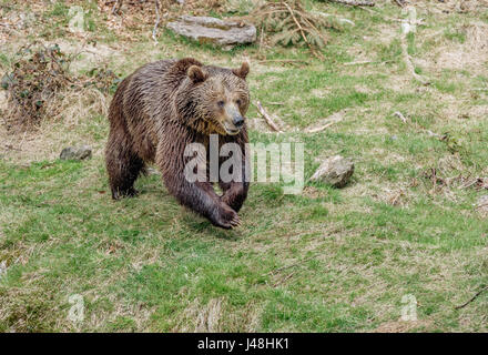 Ein großer Braunbär laufen. Brauner Bär springt auf Rasen. Porträt von einem Braunbären. Stockfoto