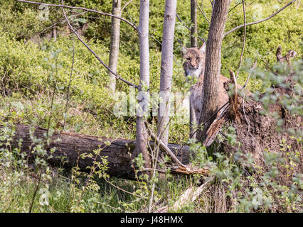 EEurasian Luchs sieht sich um, schaut geradeaus vor die Linse. Uroasian Luchs im Park in den neuen Bundesländern, Europäische Wildkatzen, Tiere in e Stockfoto