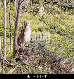 EEurasian Luchs sieht sich um, schaut geradeaus vor die Linse. Uroasian Luchs im Park in den neuen Bundesländern, Europäische Wildkatzen, Tiere in e Stockfoto