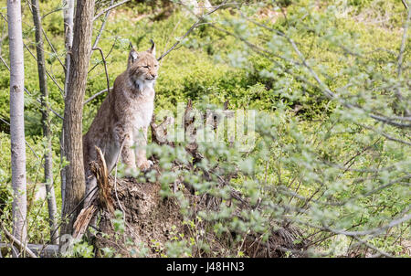 EEurasian Luchs sieht sich um, schaut geradeaus vor die Linse. Uroasian Luchs im Park in den neuen Bundesländern, Europäische Wildkatzen, Tiere in e Stockfoto