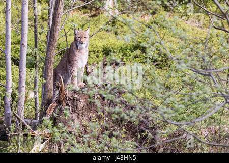 EEurasian Luchs sieht sich um, schaut geradeaus vor die Linse. Uroasian Luchs im Park in den neuen Bundesländern, Europäische Wildkatzen, Tiere in e Stockfoto