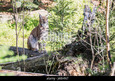 EEurasian Luchs sieht sich um, schaut geradeaus vor die Linse. Uroasian Luchs im Park in den neuen Bundesländern, Europäische Wildkatzen, Tiere in e Stockfoto