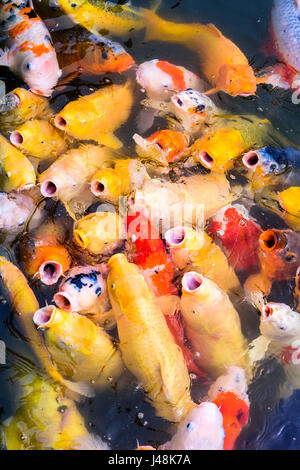 Japanische Koi Fressattacke in einem Teich. Stockfoto