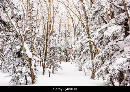 Mt. Kurodake Hokkaido, Japan winterlichen Wanderweg. Stockfoto