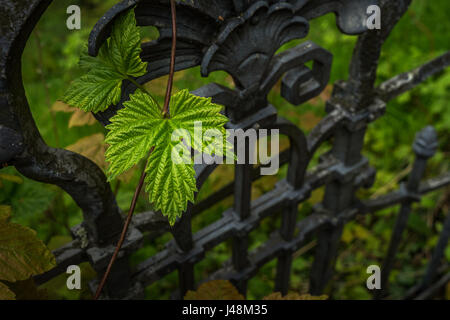 Fine Art Photography: Makro-Foto von einem schönen schmiedeeisernen Tor mit Blatt in Deutschland Stockfoto