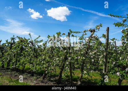 Blühende Apfelbäume in Altes Land bei Hamburg, Deutschland, die größte zusammenhängende Obst-produzierenden Region in Mitteleuropa Stockfoto