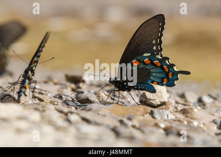 Schöne grüne Schwalbenschwanz Schmetterling Stockfoto