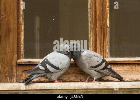 Tauben auf dem Fensterbrett in Piran-Slowenien Stockfoto