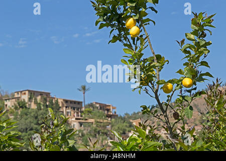 Zitronenbaum in Deia, Mallorca, Spanien Stockfoto