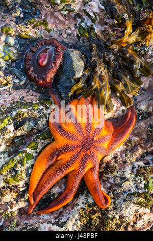 Detailansicht der Seesterne und Anemonen in ein Gezeitenbecken Hesketh Insel, Homer, Yunan Alaska, USA Stockfoto