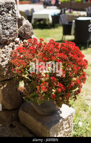 Stein-Vase mit roten Blumen vor verschwommenen Hintergrund von Café-Tischen und Stühlen Stockfoto