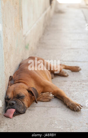 Brauner Boxerhund liegt schlafend auf dem Fußweg und an einer weißen Wand. Der Hund hat seine Zunge den ganzen Weg nach draußen hängen und liegt mit Hi auf seiner Seite Stockfoto