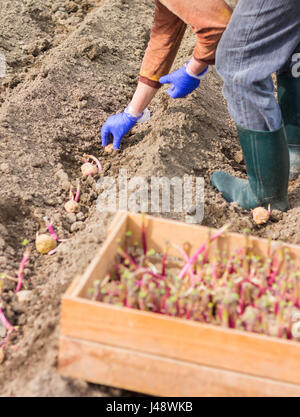 Frau nimmt die Kartoffel von Box und Pflanzen auf einem Feld. Im Frühjahr arbeiten im Garten. Stockfoto