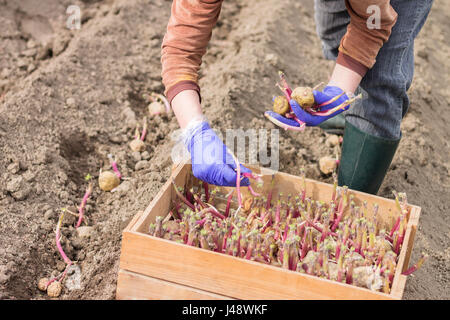 Frau nimmt die Kartoffel von Box und Pflanzen auf einem Feld. Im Frühjahr arbeiten im Garten. Stockfoto