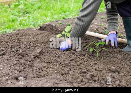 Frau mit blauen Handschuhen einen Pfeffer Sämling im Gemüsegarten anpflanzen. Stockfoto