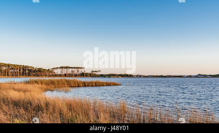 Longleaf pines auf dem fernen Ufer der Westlichen See, ein Coastal dune See in Walton County Florida, USA in Grayton Beach State Park. Stockfoto