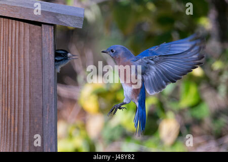 Östlichen Bluebird männlich schwebt während konfrontiert Dunenspecht auf seinen Nistkasten Stockfoto