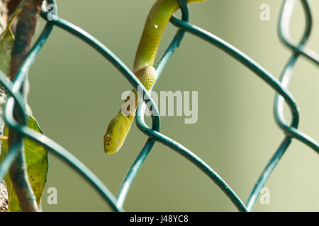 Red-Tailed Bambus Pitviper (Trimeresurus Erythrurus) ist eine giftige Grubenotter Arten endemisch in Indien, Bangladesch und Myanmar. Stockfoto